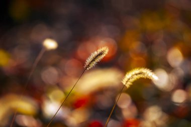 Setaria 'ya yakın çekim, sonbaharda setaria.