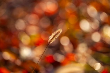 Setaria 'ya yakın çekim, sonbaharda setaria.