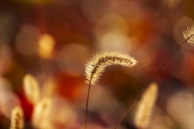Setaria 'ya yakın çekim, sonbaharda setaria.