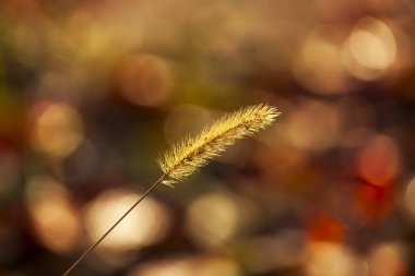 Setaria 'ya yakın çekim, sonbaharda setaria.