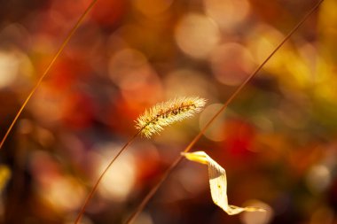 Setaria 'ya yakın çekim, sonbaharda setaria.