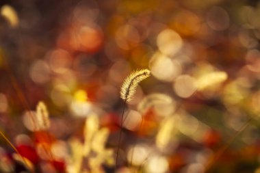 Setaria 'ya yakın çekim, sonbaharda setaria.