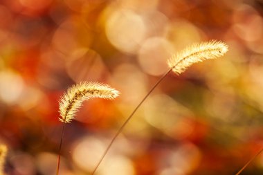 Setaria 'ya yakın çekim, sonbaharda setaria.