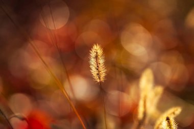 Setaria 'ya yakın çekim, sonbaharda setaria.