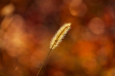 Setaria 'ya yakın çekim, sonbaharda setaria.