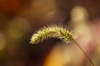Setaria 'ya yakın çekim, sonbaharda setaria.