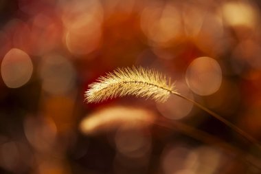 Setaria 'ya yakın çekim, sonbaharda setaria.