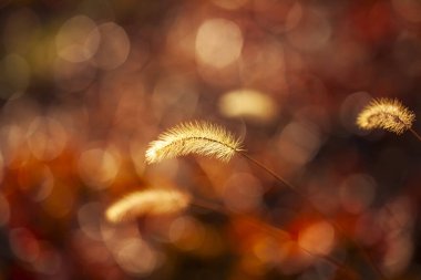 Setaria 'ya yakın çekim, sonbaharda setaria.