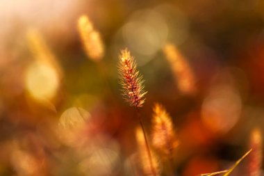 Setaria 'ya yakın çekim, sonbaharda setaria.