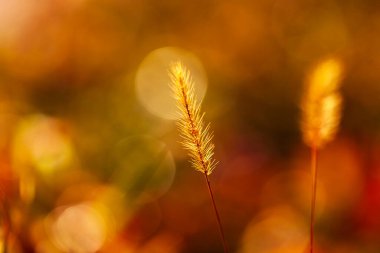 Setaria 'ya yakın çekim, sonbaharda setaria.