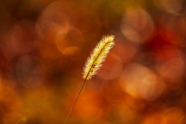 Setaria 'ya yakın çekim, sonbaharda setaria.