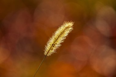Setaria 'ya yakın çekim, sonbaharda setaria.