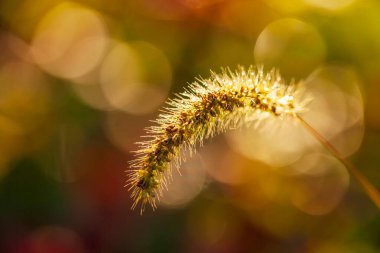 Setaria 'ya yakın çekim, sonbaharda setaria.