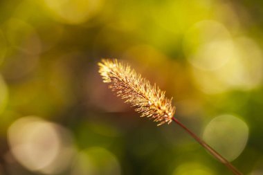 Setaria 'ya yakın çekim, sonbaharda setaria.