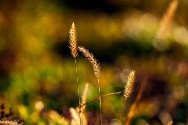 Setaria 'ya yakın çekim, sonbaharda setaria.