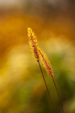 Setaria 'ya yakın çekim, sonbaharda setaria.