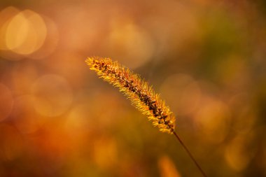 Setaria 'ya yakın çekim, sonbaharda setaria.