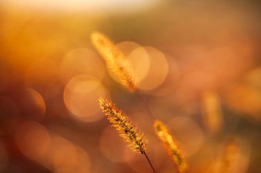 Setaria 'ya yakın çekim, sonbaharda setaria.