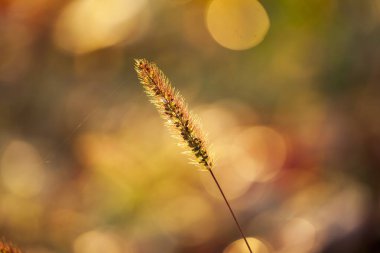Setaria 'ya yakın çekim, sonbaharda setaria.