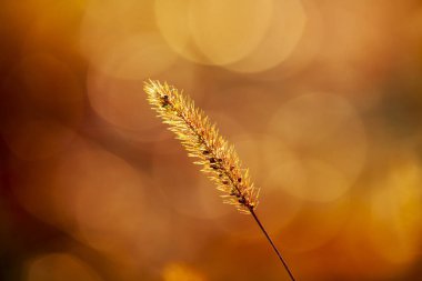 Setaria 'ya yakın çekim, sonbaharda setaria.