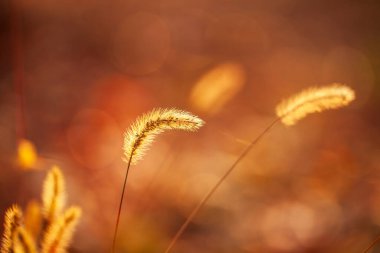 Setaria 'ya yakın çekim, sonbaharda setaria.
