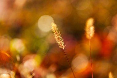 Setaria 'ya yakın çekim, sonbaharda setaria.