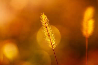 Setaria 'ya yakın çekim, sonbaharda setaria.