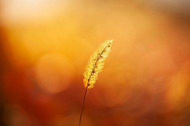 Setaria 'ya yakın çekim, sonbaharda setaria.