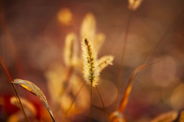Setaria 'ya yakın çekim, sonbaharda setaria.