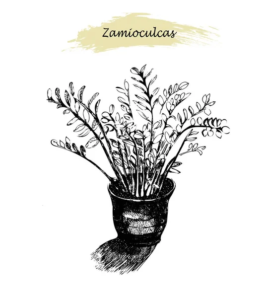 鍋に Zamioculcas。熱帯の植物のスケッチ. — ストックベクタ