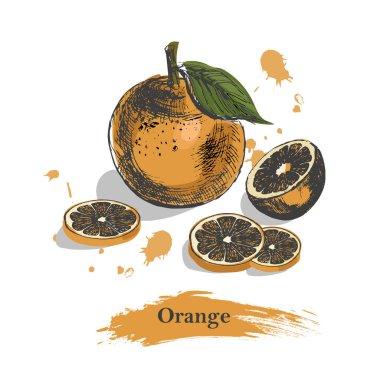 Turuncu kroki. Vintage mürekkep el çizilmiş vektör Orange, izole gölgeler beyaz zemin üzerine.