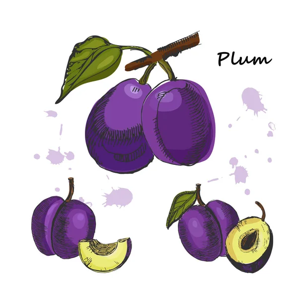 Erik illüstrasyon. Elle çizilmiş Erik, gölgeler beyaz zemin üzerine izole mürekkep kroki.