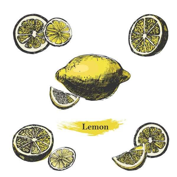 Esbozo de limón. Tinta vintage dibujado a mano limón, aislado sobre fondo blanco . — Vector de stock
