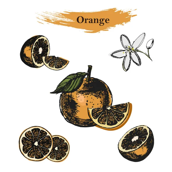 Bozzetto arancione.Vintage inchiostro disegnato a mano vettore di arance, isolato su sfondo bianco . — Vettoriale Stock