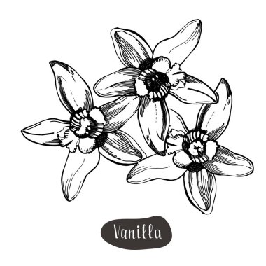 Vanilya çiçeği beyaz arka plan üzerinde izole.