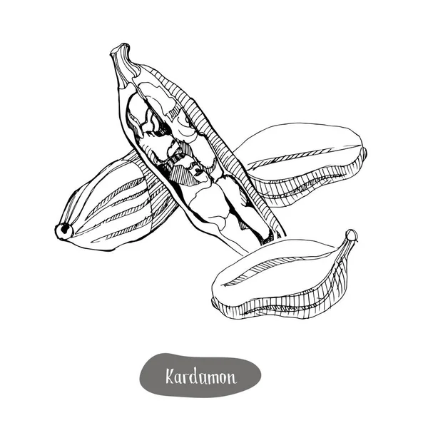 Εικονογράφηση μπαχαρικό κάρδαμο. Απομονωμένα σε λευκό φόντο. — Διανυσματικό Αρχείο