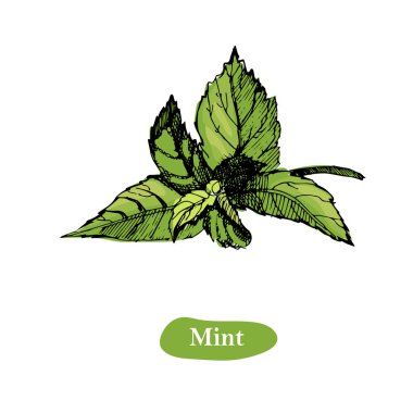 Nane vektör illüstrasyon izole beyaz arka plan üzerinde çizim. Bitkisel oyulmuş stil illüstrasyon