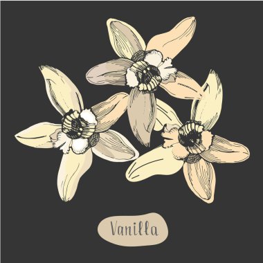 Kara tahta izole vanilya renkli çiçek. İllüstrasyon kroki. Aromatik baharat.