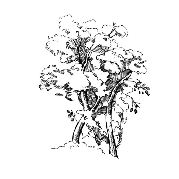 Vektor handgezeichnete Illustration des großen Baumes isoliert auf weißem Hintergrund. Detaillierte Tintenillustration. Eichenbaumskizze. — Stockvektor