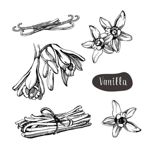 Vanilla flower isolated on the white background.Collection of vanilla and vanilla sticks. — Stock Vector