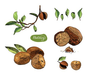 Elle çizilmiş kroki nutmegs kümesi. Beyaz arka plan üzerinde izole baharat ve çeşni vektör çizim.