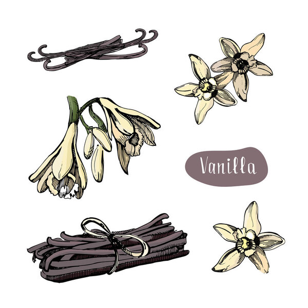 Цветок ванили изолирован на белом фоне.
.