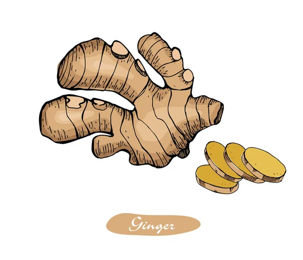 Ginger colorato disegnato a mano illustrazione vettoriale. Dettagliato stile retrò schizzo. Cucina spezie a base di erbe e ingrediente alimentare. Radice, pezzi di zenzero  . — Vettoriale Stock