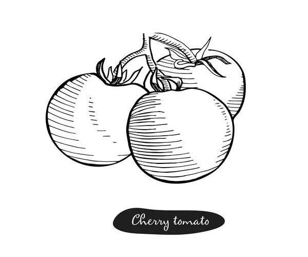 Illustrazione vettoriale disegnata a mano del pomodoro.Disegno retrò dettagliato.Pomodoro disegnato a mano con inchiostro vintage, isolato su sfondo bianco.Verdura . — Vettoriale Stock