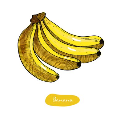 Muz renkli illüstrasyon kroki. Detaylı botanik stil kroki. Tropikal meyve. İzole egzotik nesne.