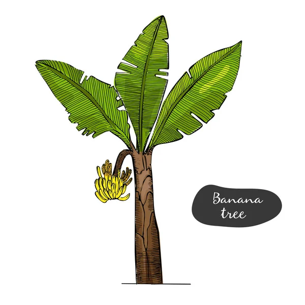 Banán strom skica ilustrace. Detailní botanický styl skica. Tropický strom. Izolovaný exotické objekt. — Stockový vektor