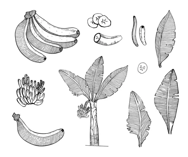 Банан ескіз встановити ілюстрації з листя, дерево, плоди банани. Детальний ботанічні стиль ескіз. Тропічних фруктів і дерева. Ізольовані екзотичні об'єкти. — стоковий вектор