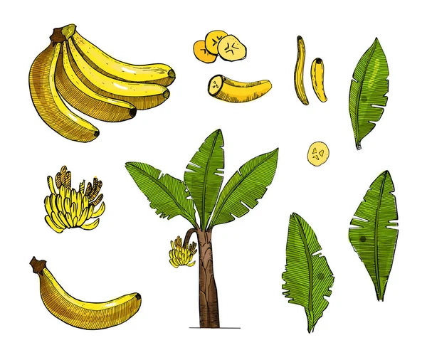 Barevná skica banán nastavit obrázek s listy, strom, ovoce banány. Detailní botanický styl skica. Tropické ovoce a stromů. Izolované objekty exotické. — Stockový vektor