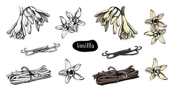 Vanilla flower isolated on the white background.Collection of vanilla flowers and vanilla sticks.Sketch illustration, colorful and black version. — Stock Vector