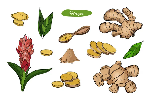 Ginger hand drawn vector illustration.Detailed colorful style sketch.Kitchen herbal spice and food ingredient.Ginger flower,powder, leaves, root and pieces . — Stock Vector